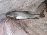 Utah Sucker, photographed in Utah