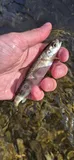 Atlantic Salmon, photographed in England