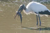 Walking Catfish, photographed in Florida