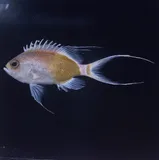 Odontanthias elizabethae, photographed in Hawaii