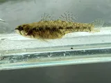Least Darter, photographed in Ohio
