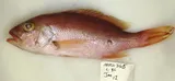 Silk Snapper