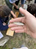 Blueback Herring, photographed in New Jersey