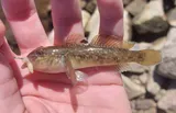 Round Goby, photographed in Nordrhein-Westfalen