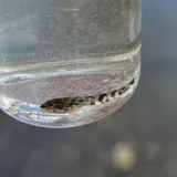 Spoonhead Sculpin, photographed in Alberta