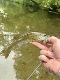 Redeye Bass, photographed in Tennessee