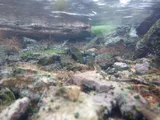 White River Springfish, photographed in Nevada
