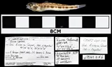 Channel Darter, photographed in Québec (Prov.)