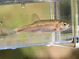 Coastal Roach, photographed in California