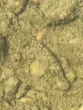 Texas Logperch, photographed in Texas