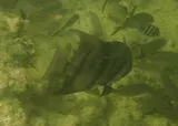 Atlantic Spadefish, photographed in Florida