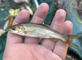 Pahranagut Roundtail Chub, photographed in Arizona