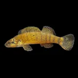 Tippecanoe Darter, photographed in Ohio