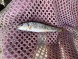 Utah Sucker, photographed in Utah