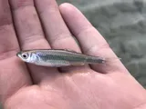 Texas Shiner, photographed in Texas