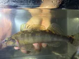 Freckled Darter, photographed in Alabama