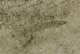 Texas Logperch, photographed in Texas