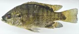 Greenheaded Bream, photographed in Katanga