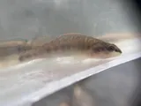 Slenderhead Darter, photographed in Missouri