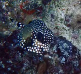 Smooth Trunkfish, photographed in La Altagracia