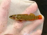 Coppercheek Darter, photographed in Tennessee