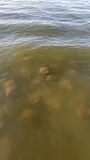 Cownose Ray, photographed in Maryland