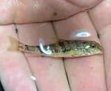 Roanoke Hog Sucker, photographed in Virginia