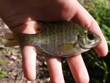 Bluegill, photographed in Florida