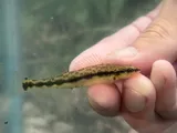 Dusky Darter, photographed in Ohio