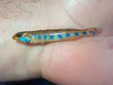 Bluegrass Darter, photographed in Kentucky
