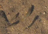 Shortfin Molly, photographed in Puntarenas