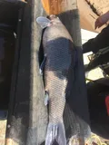 Blue Sucker, photographed in Minnesota