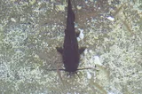 Headwater Catfish, photographed in Texas