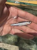 Highland Shiner, photographed in Kentucky