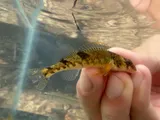 Meramec Saddled Darter, photographed in Missouri