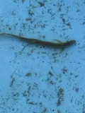 Japanese Weatherfish, photographed in Qinghai
