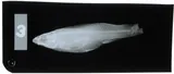 Whiteline Topminnow