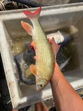 Smallmouth Redhorse, photographed in Ohio