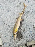 Shovelnose Sturgeon, photographed in Minnesota