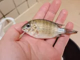 Redbreast Tilapia, photographed in Espírito Santo