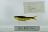 Alabama Shad, photographed in Louisiana