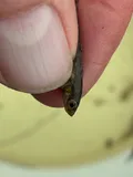 Ninespine Stickleback