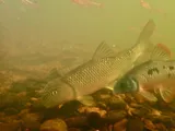 Bull Chub, photographed in North Carolina