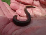 Northern Brook Lamprey, photographed in Ontario