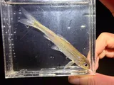 Silver Chub, photographed in Alabama