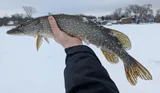 Northern Pike, photographed in Michigan