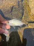 Tidewater Mojarra, photographed in Florida