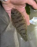 Blackcheek Tonguefish, photographed in New Jersey