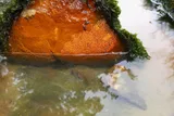 Fringed Darter, photographed in Tennessee