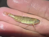 Plains Darter, photographed in Colorado